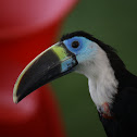 White-Throated Toucan