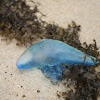 Bluebottle/Portuguese man-of-war