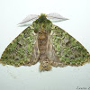 Moss Mimic Moth