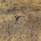 Northern Harrier