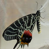 Ludlow's Bhutan Swallowtail