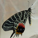Ludlow's Bhutan Swallowtail