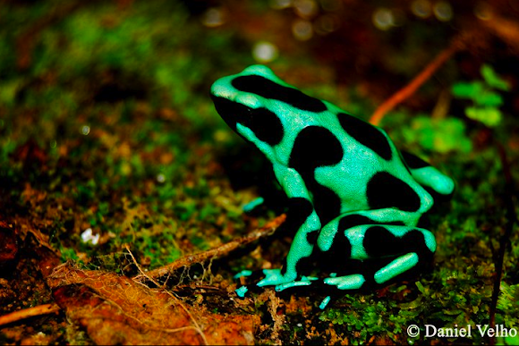 Green and Black Poison Dart Frog | Project Noah