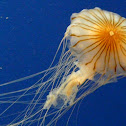 Atlantic sea nettle