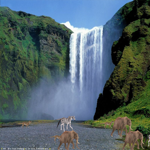 Animals Live Wallpaper 1