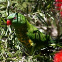 Scaly Breasted Lorikeet