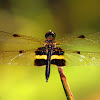 Yellow striped flutterer Dragonfly