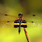 Yellow striped flutterer Dragonfly