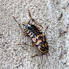 Harlequin Cockroach