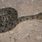 Diamondback Water Snake