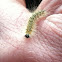 Fall Webworm Moth larva, northern race