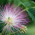 Silk Tree, "Mimosa"