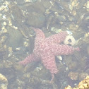 Ochre sea star