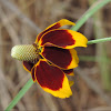 Mexican Hat