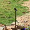 Pied Bushchat