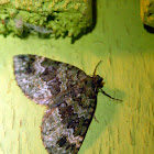 Moth / Polilla