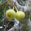 Elephant Ear/Roxburgh Fig