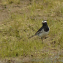White Browed Wagtail