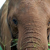 African Forest Elephant