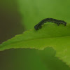 Unknown Geometrid Caterpillar