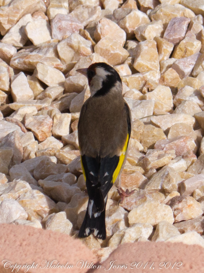 Goldfinch; Jilguero