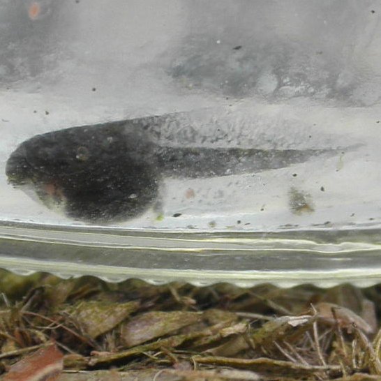 Pacific tree frog tadpole