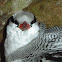 Red-billed Tropicbird