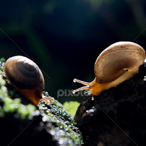 Snail Love Story by Christian Lukman - Animals Other