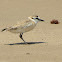 White-fronted plover/sandplover