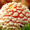 Fly agaric