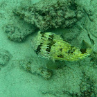 Spiny Porcupinefish