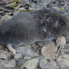 Broad-footed Mole