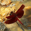 Indonisian red winged