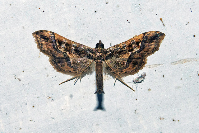 Pyraloid Moth