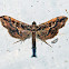 Pyraloid Moth