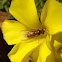 Syrphid fly