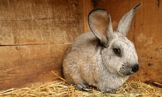 How to download Rabbit HD LWP Lite lastet apk for pc