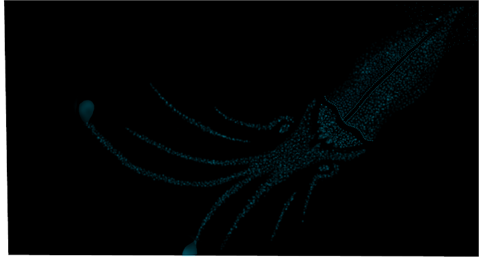 Deep Sea Squid