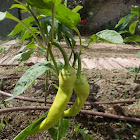 Banana pepper (πιπεριά κέρατο)