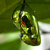 Common Crow (Chrysalis/Pupa)