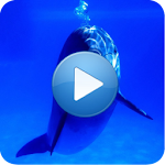 Cover Image of Download Dolphins - Sound to relax 1.6 APK