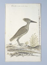 Scopus umbreitta (Hamerkop)