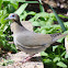 White-winged Dove