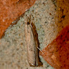 Belted grass veneer moth