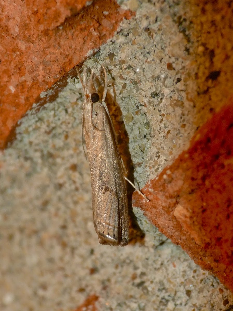 Belted grass veneer moth