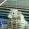 Dumbo rat