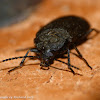 Velvety bark beetle