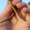 Flathead Snake