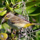 Palm Warbler