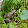 European Common Frog